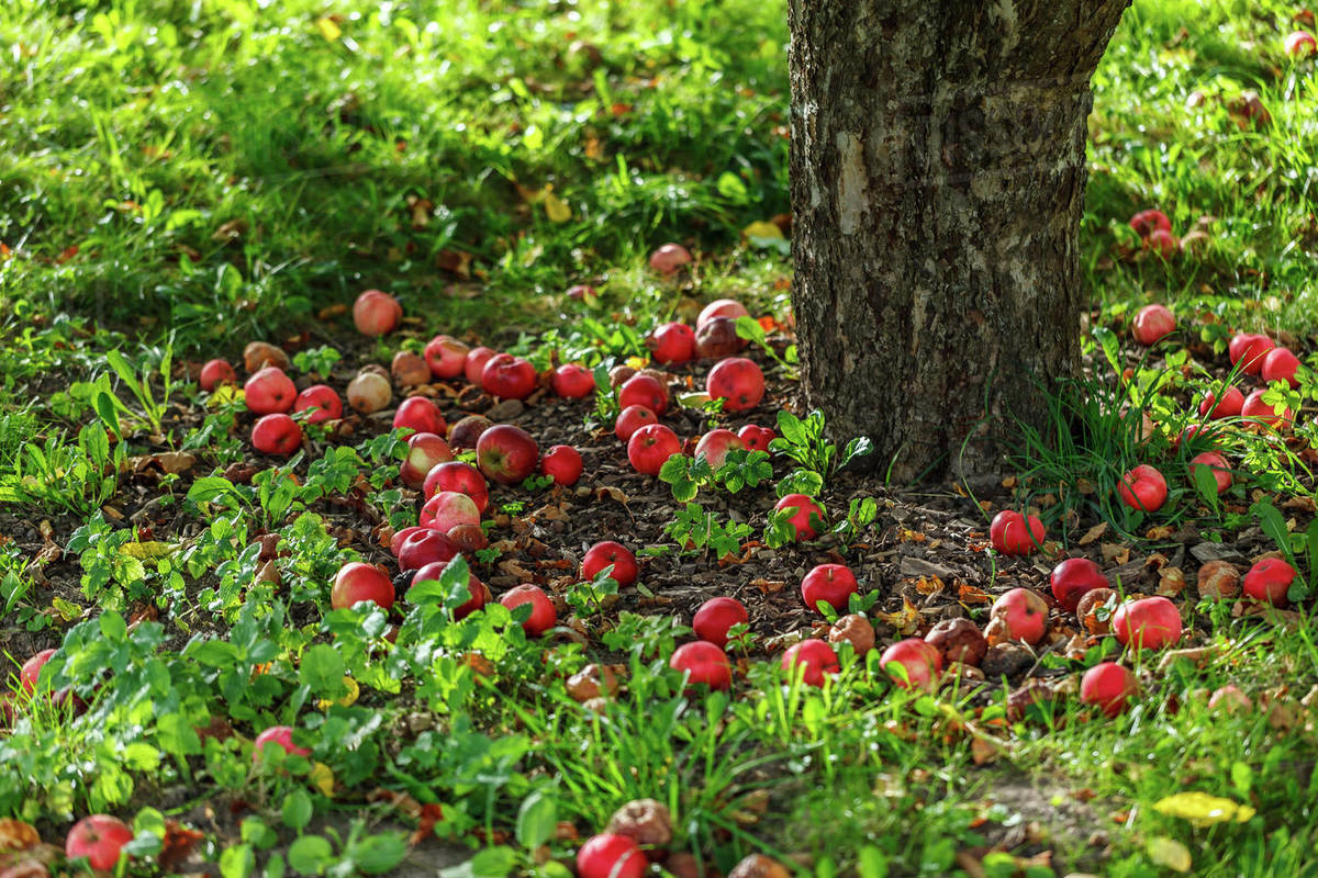 Ripe apples under a tree, Stockholm, Sweden Stock Photo Dissolve