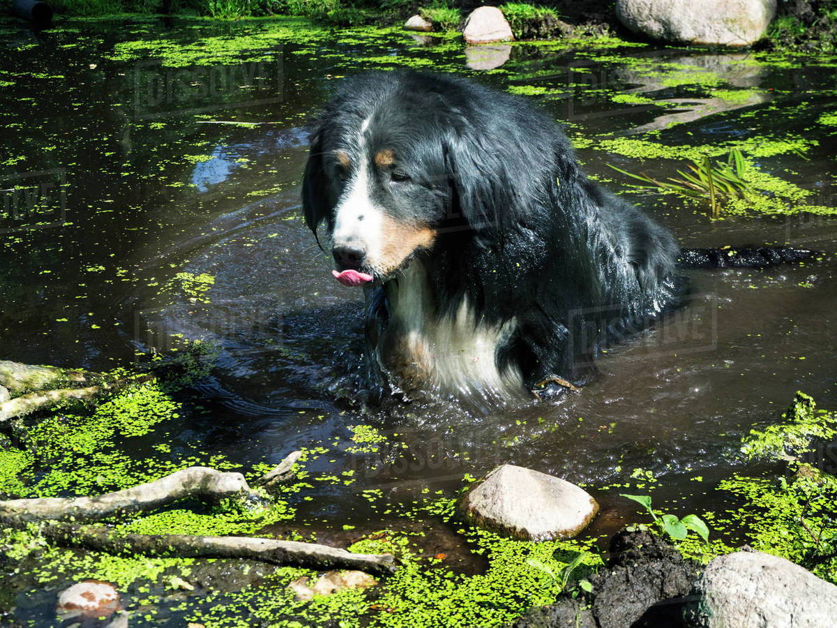 Bernese Mountain Dog bathing in a pond, Poland Stock Photo Dissolve