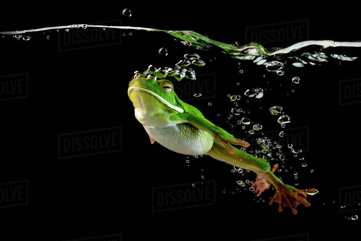 Whitelipped frog swimming underwater, Indonesia Stock Photo Dissolve
