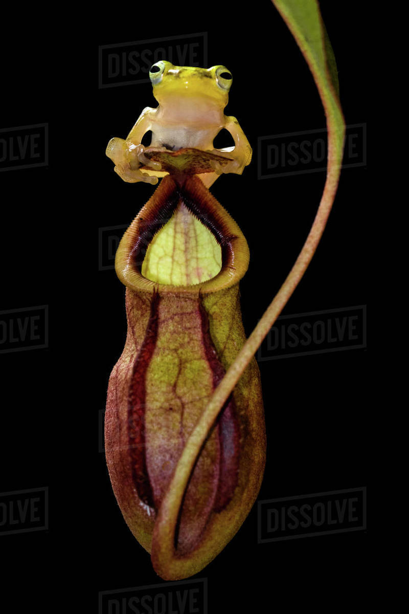 Frog sitting on a tropical pitcher plant, Indonesia - Royalty-free Stock  Photo | Dissolve