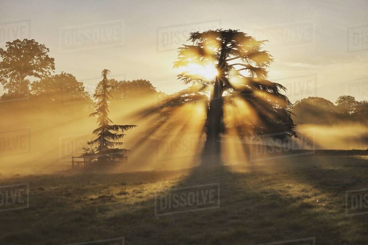 Sunlight through the trees, Farley Hill, Berkshire, United Kingdom