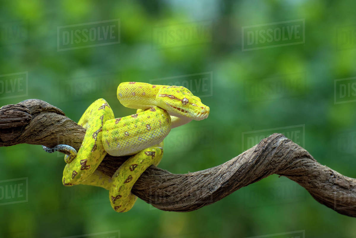 Green tree python on a branch, Indonesia - Stock Photo - Dissolve