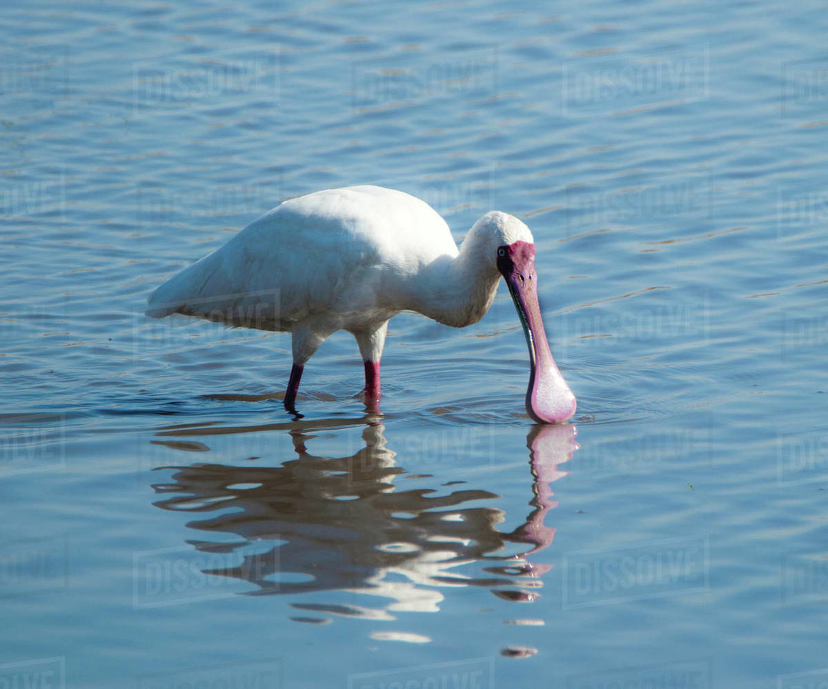 African Spoonbill standing in a lake feeding, South Africa - Royalty ...