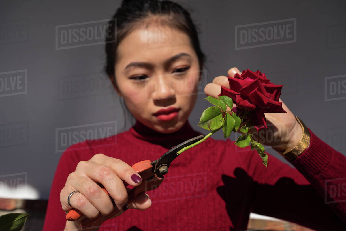 Young Asian lady cutting rose stem with secateurs - Stock Photo - Dissolve