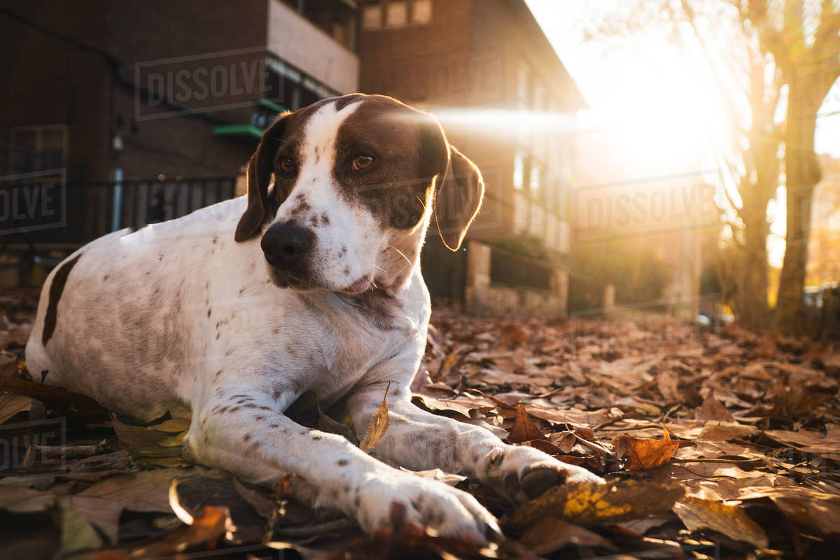 Cute white dog with brown spot lying down on the street full of autumn