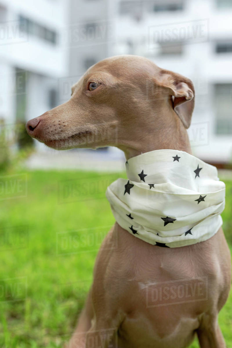 Pure breed Italian greyhound dog outdoors with protective mask for