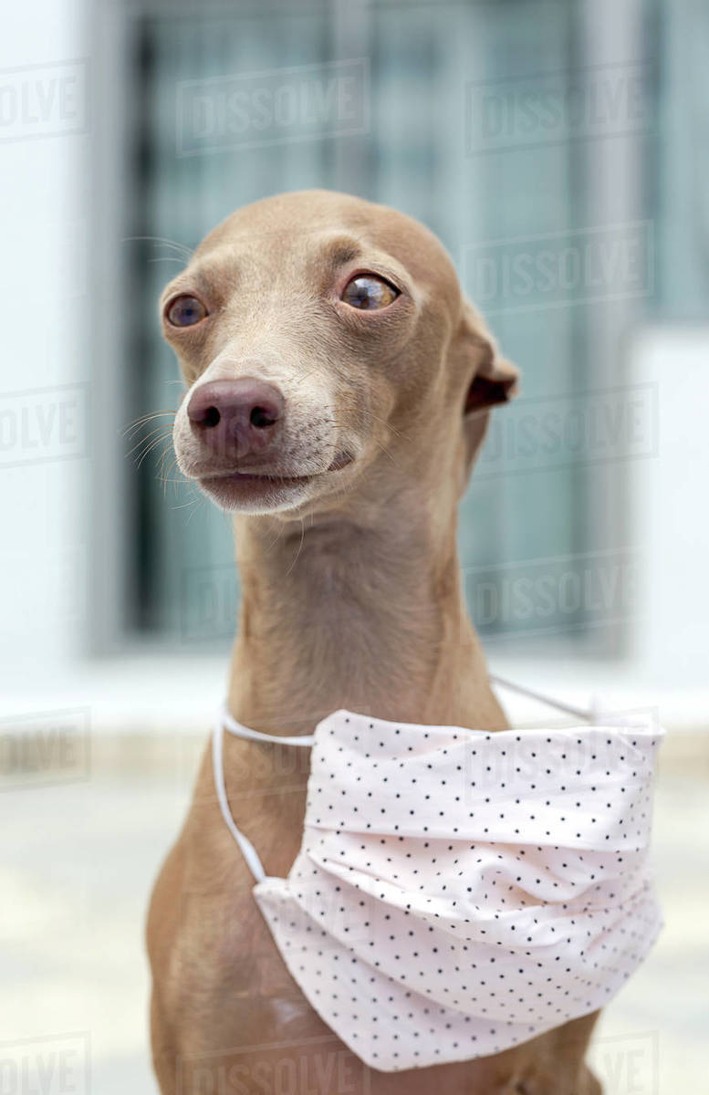 Pure breed Italian greyhound dog outdoors with protective mask for