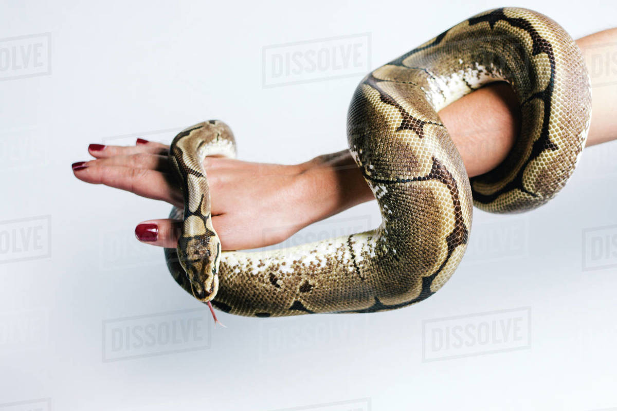 Side view of crop anonymous female with python snake wrapped around arm ...