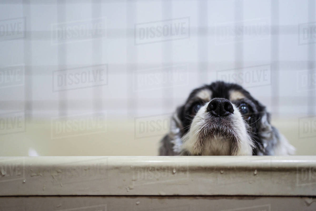 Cute wet Cocker Spaniel puppy standing in bathtub and looking at camera owner after bath