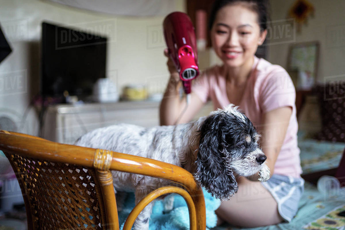 Happy ethnic female owner drying fur of obedient calm Cocker Spaniel