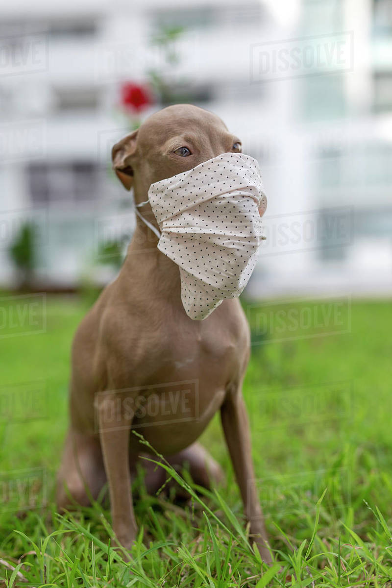 Pure breed Italian greyhound dog outdoors with protective mask for