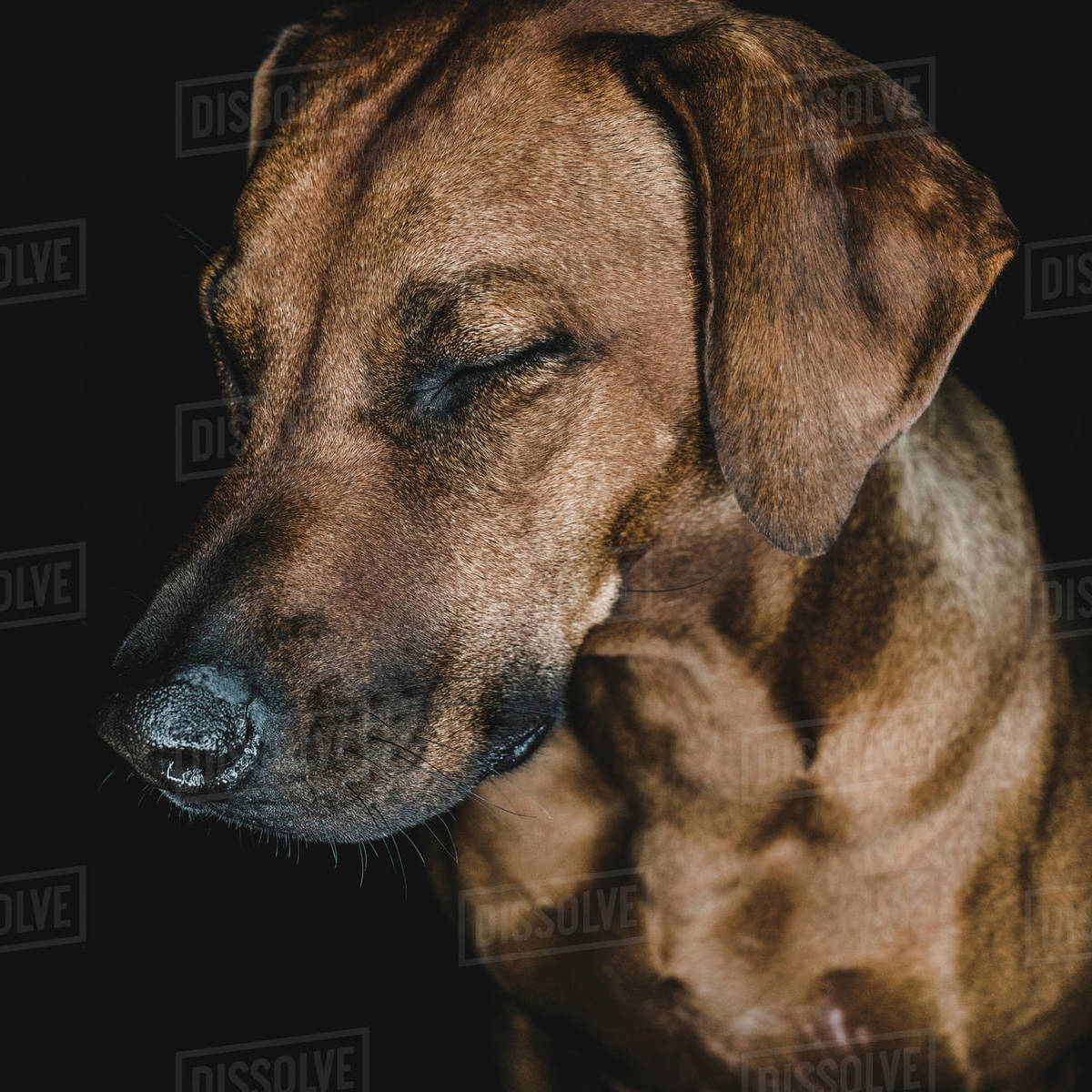 Purebred Ridgeback dog on black background - Stock Photo - Dissolve