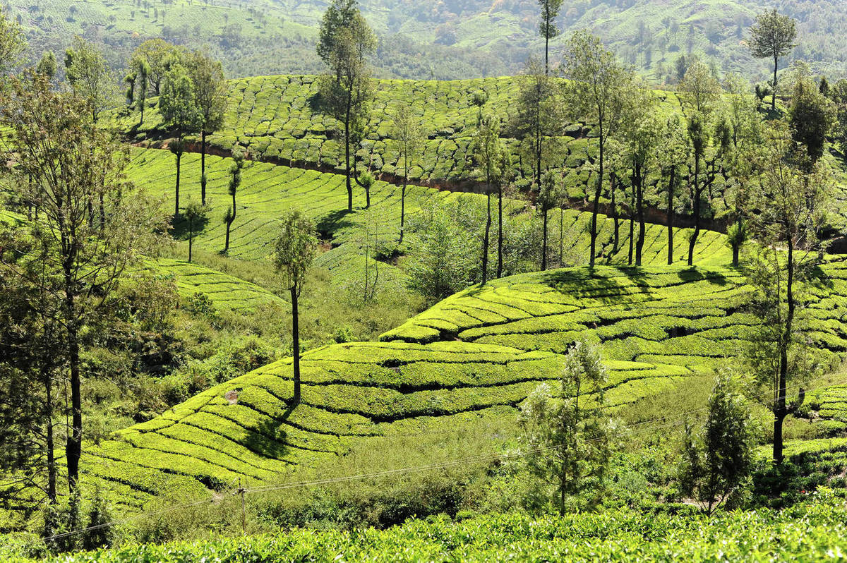 Tea plantations covering the undulating hills in Munnar, Kerala, India