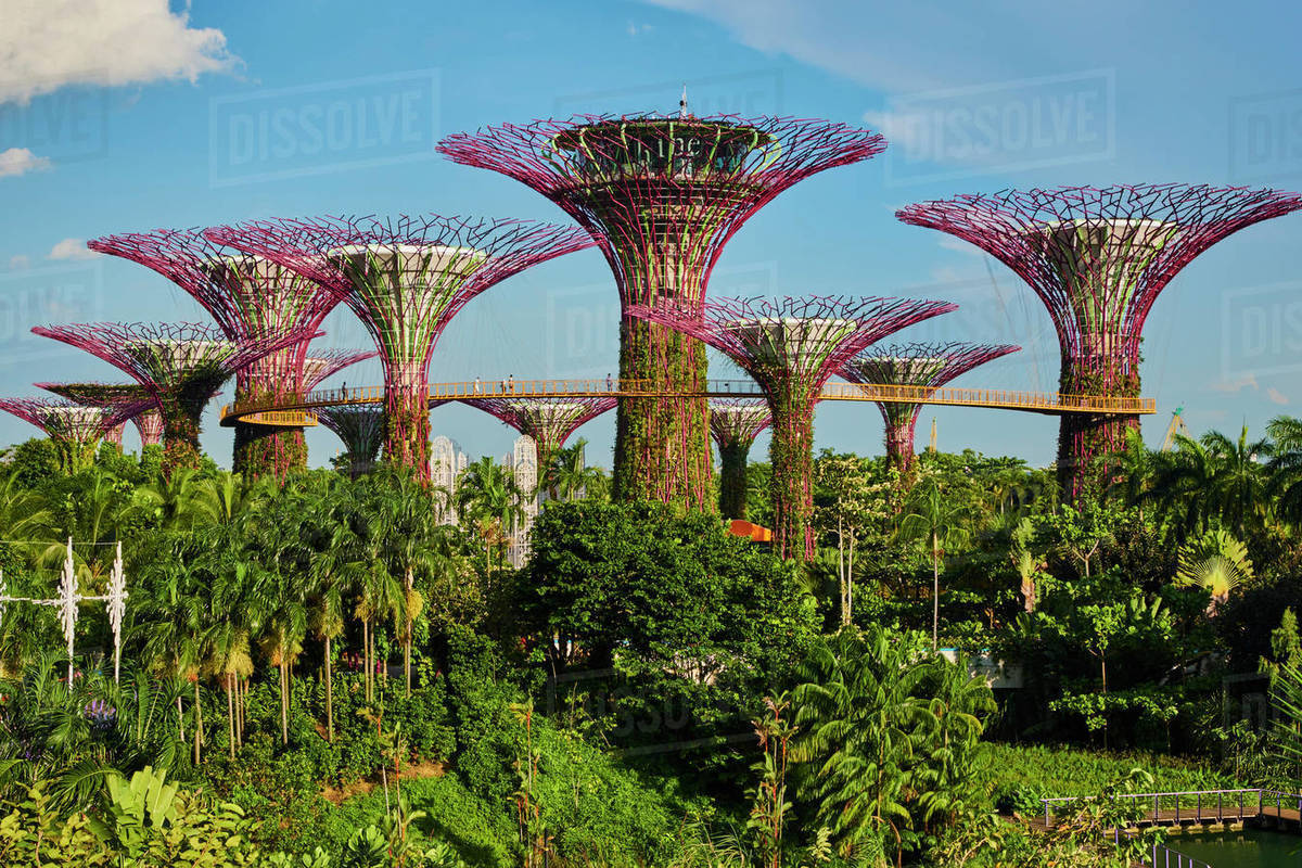 Supertree Grove, Garden By the Bay, botanic garden, Marina Bay, D246_104_10010