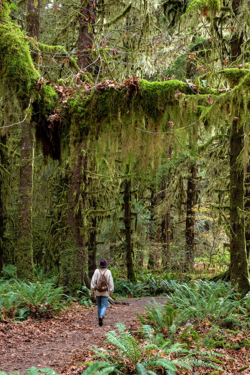 Hall of Mosses rainforest, Olympic National Park, UNESCO World Heritage