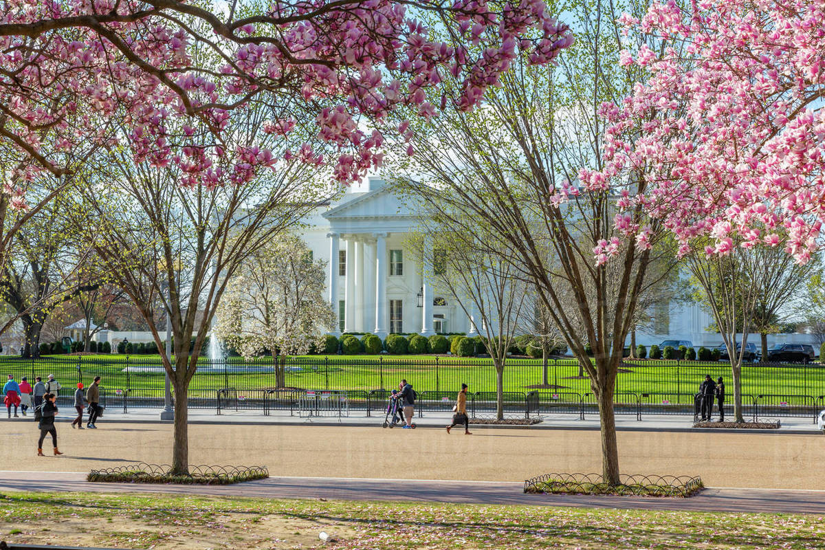 View of The White House and spring blossom in Lafayette Square, Washington D.C., United States of America, North America Royalty-free stock photo