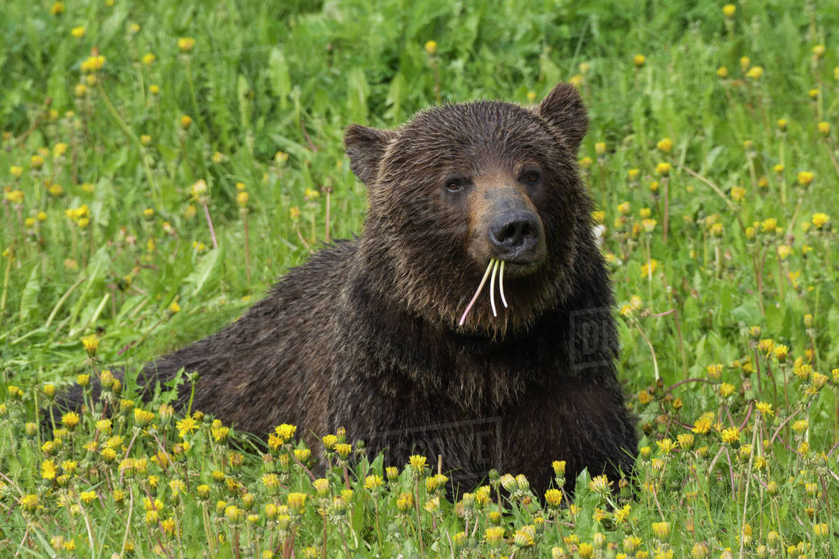 Grizzly Bear (Ursus arctos) lying in a field of dandelions, Spray
