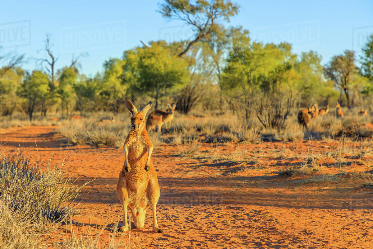Red kangaroo (Macropus rufus) standing on the red sand of Outback