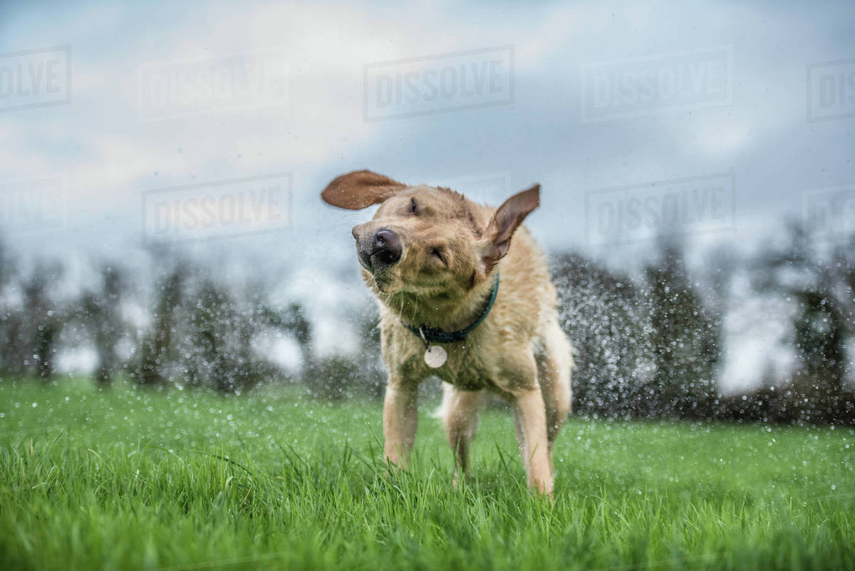 Wet labrador shaking off, United Kingdom, Europe Stock Photo Dissolve