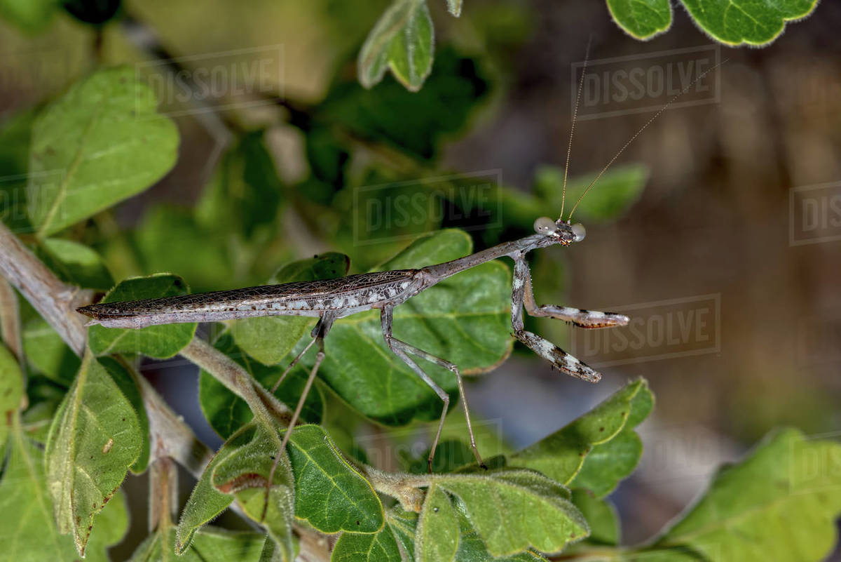 Closeup of a male Praying Mantis native to Arizona on the hunt for a