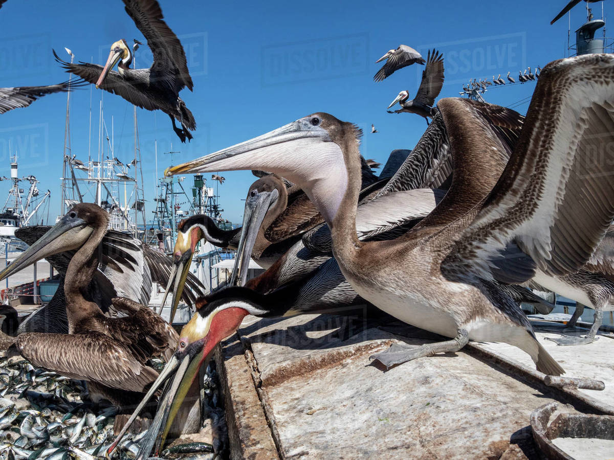 Brown pelicans (Pelecanus occidentalis), at a sardine processing plant