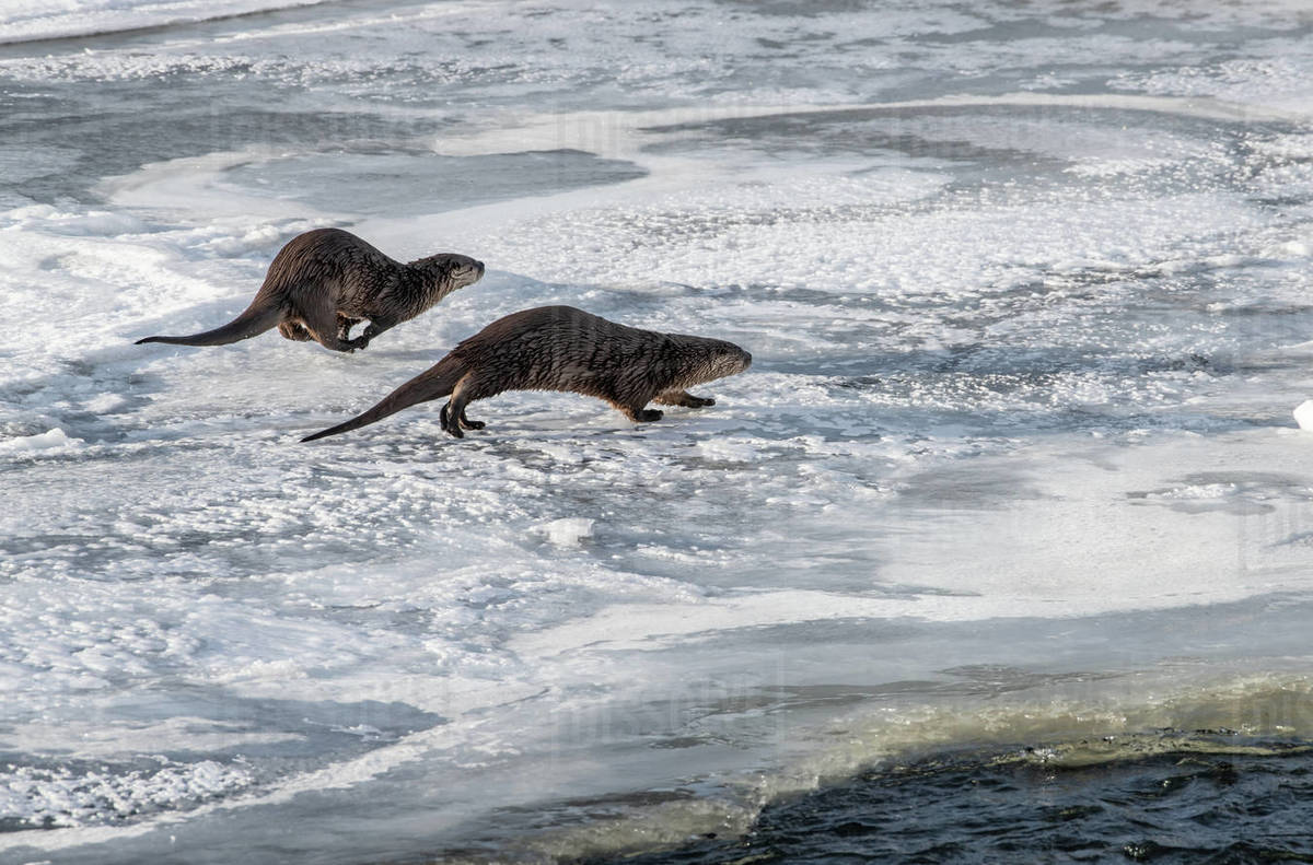 Two river otters (Lontra canadensis), running on snow and ice