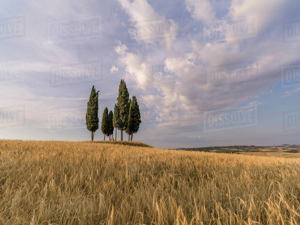 Wheat field with a group of cypress trees in the middle, Val d'Orcia