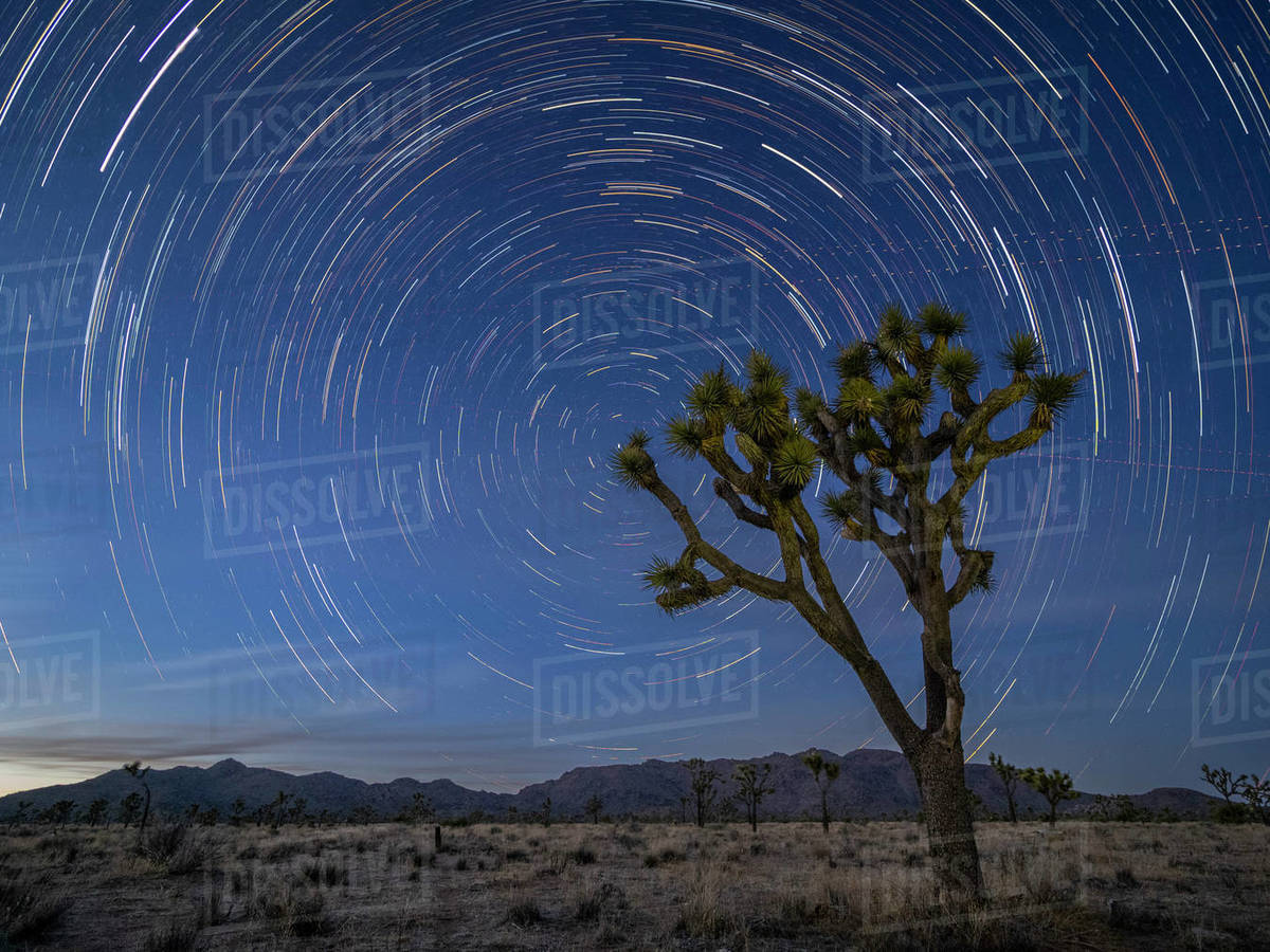 Joshua trees (Yucca brevifolia), under star trails in Joshua Tree
