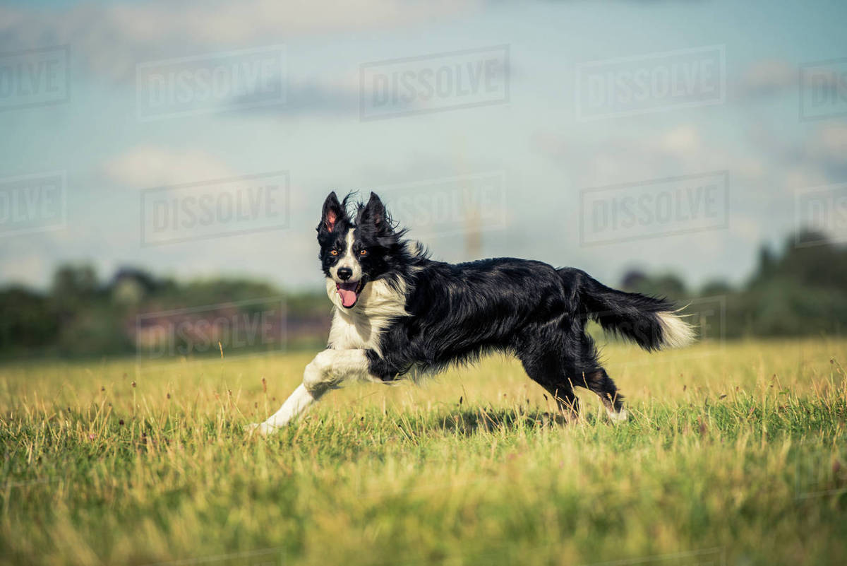 Running border collie in a field, Oxfordshire, England, United