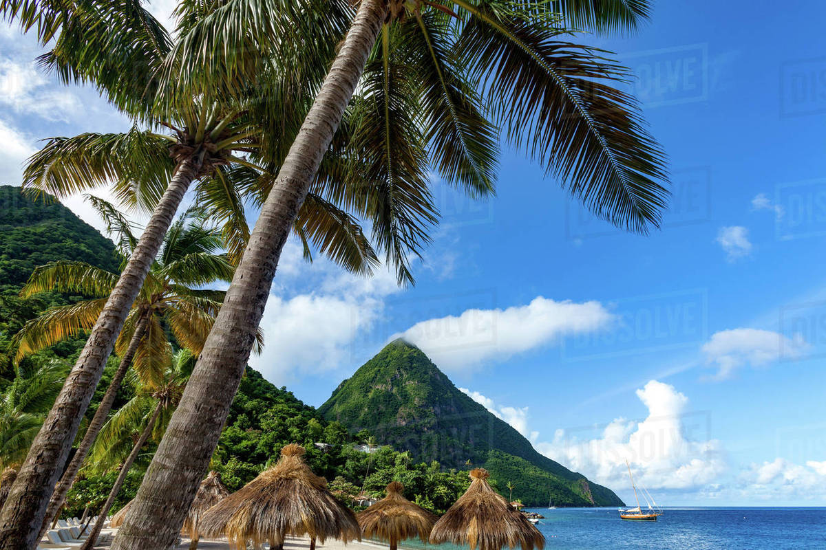 Gros Piton With Palm Trees And Thatched Sun Umbrellas Sugar Beach Gros Piton With Palm Trees And Thatched Sun Umbrellas Sugar Beach St Lucia Windward Islands West Ins Caribbean Central America