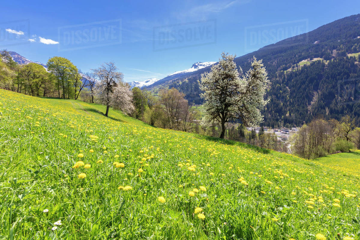 Yellow wildflowers on grass fields in spring, Luzein, PrattigauDavos