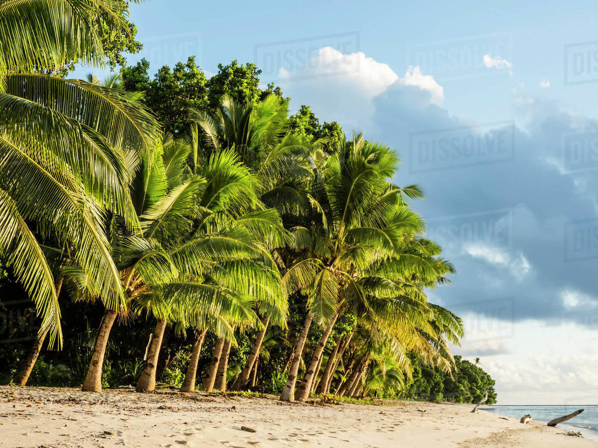 Coconut trees line the beach on the Island of Alofi, French Territory