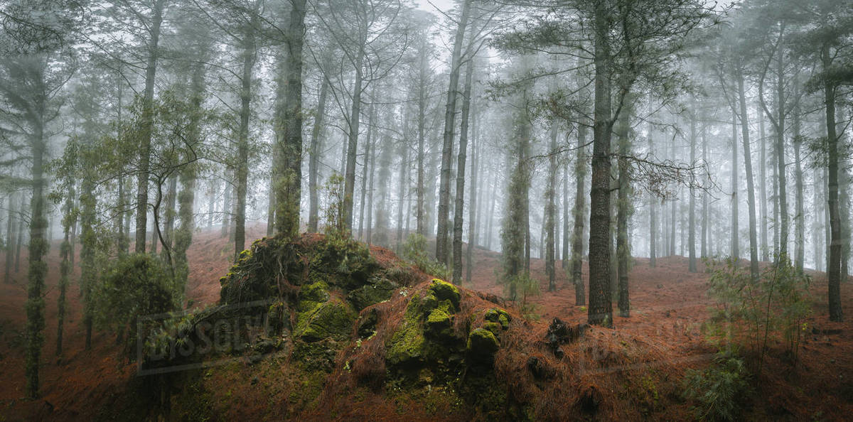 Mysterious pine forest. Rainly and misty weather on Santo Antao Island