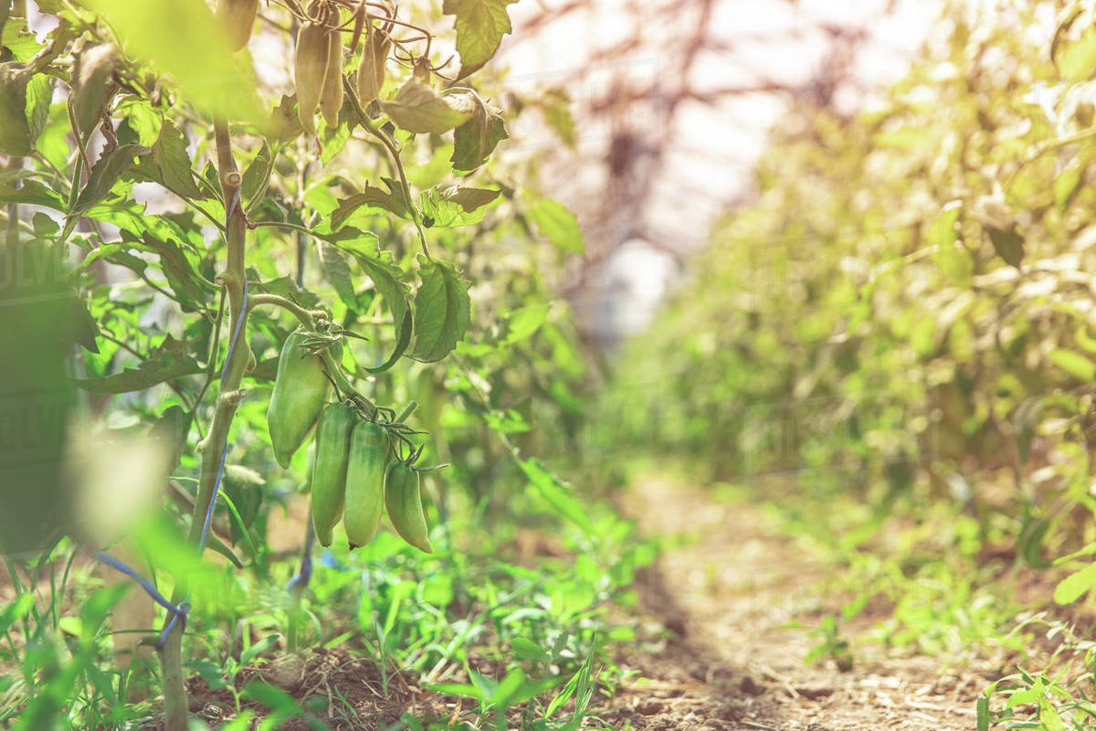 ripening green peppers in a greenhouse. organic vegetables without