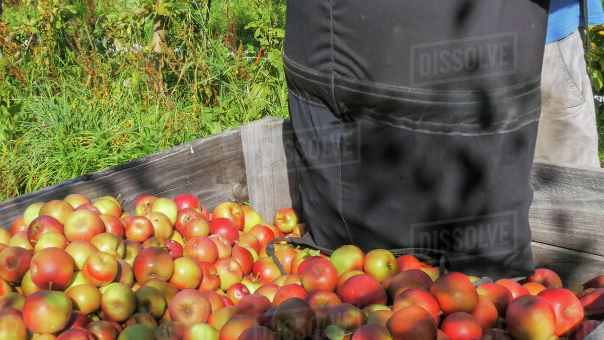 an orchard worker empties a picker's bag of freshly harvested fuji