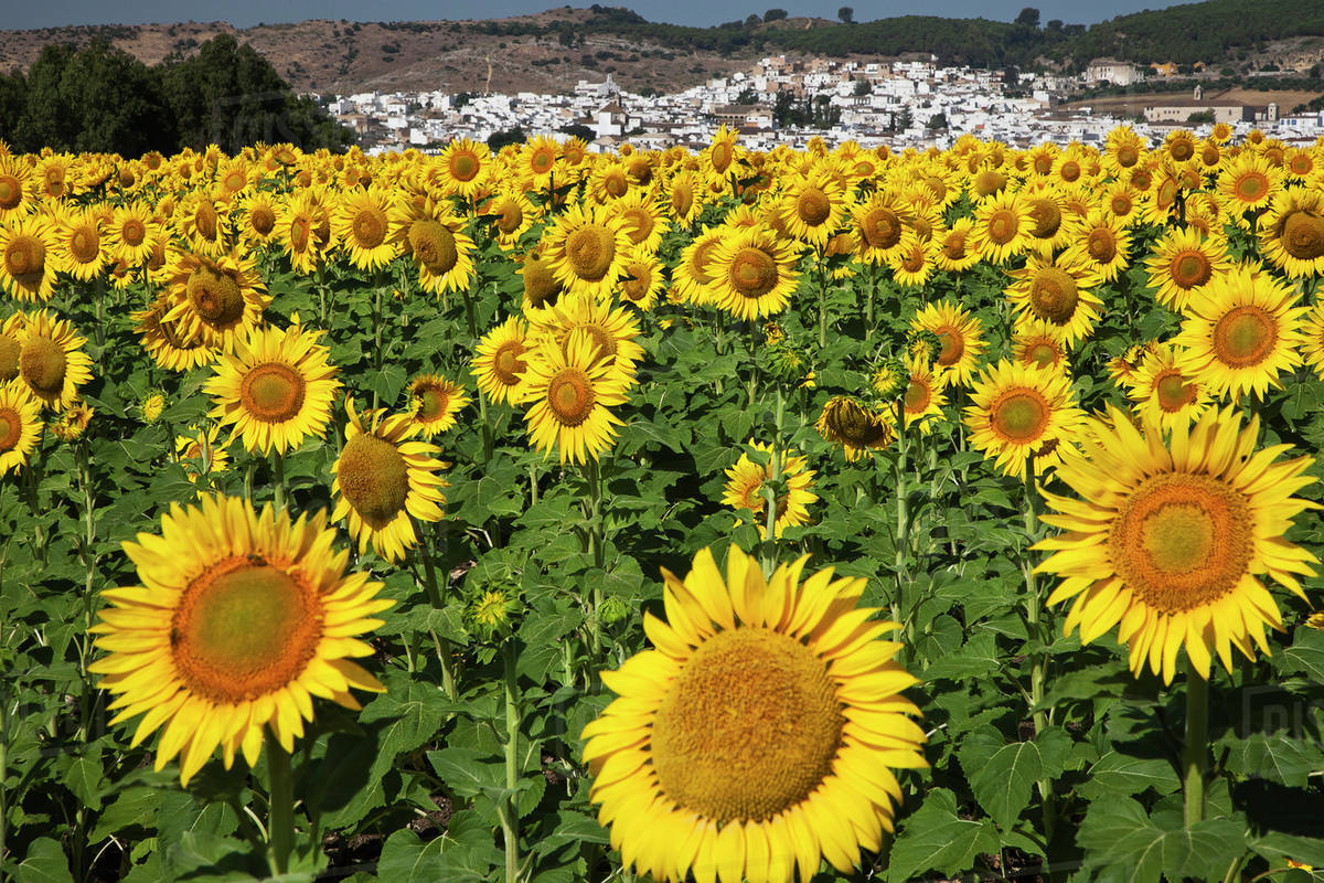Spain, Andalusia, Cadiz Province. Sunflower fields near the white hill