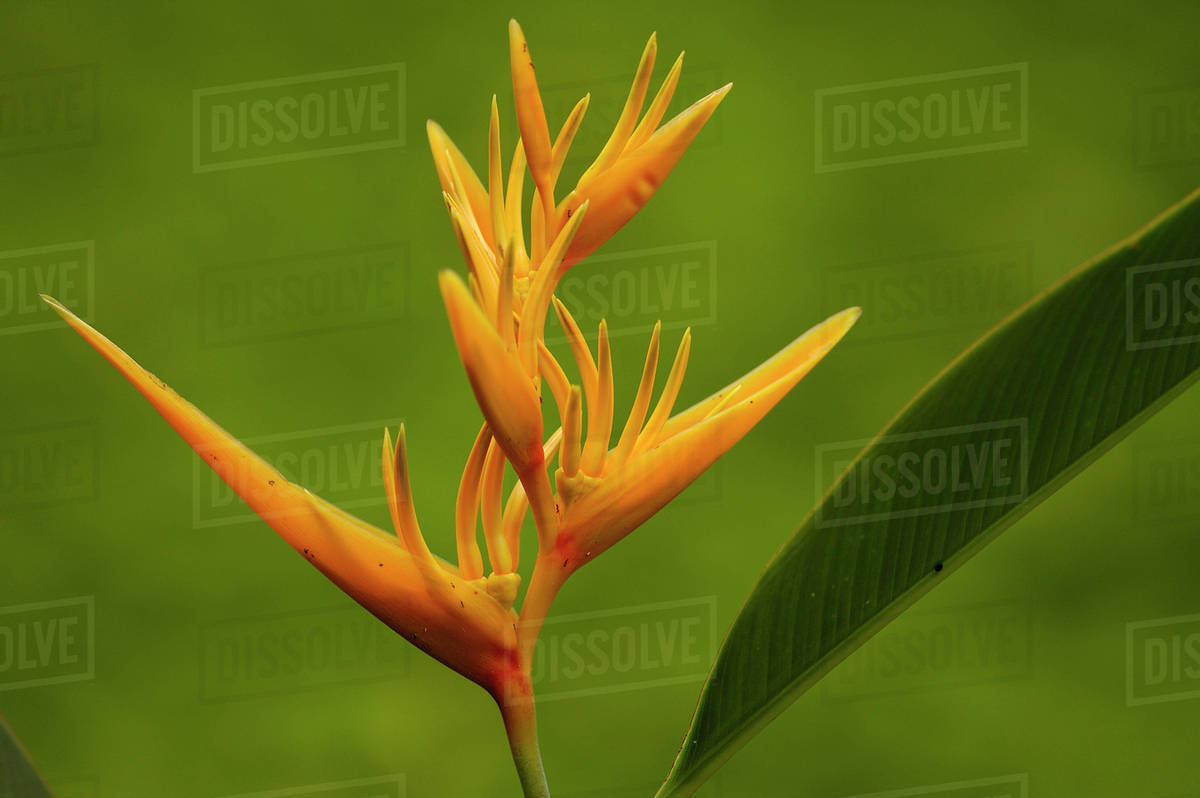 Heliconia flower (Heliconia sp.) Amazon Rain Forest. Ecuador. South