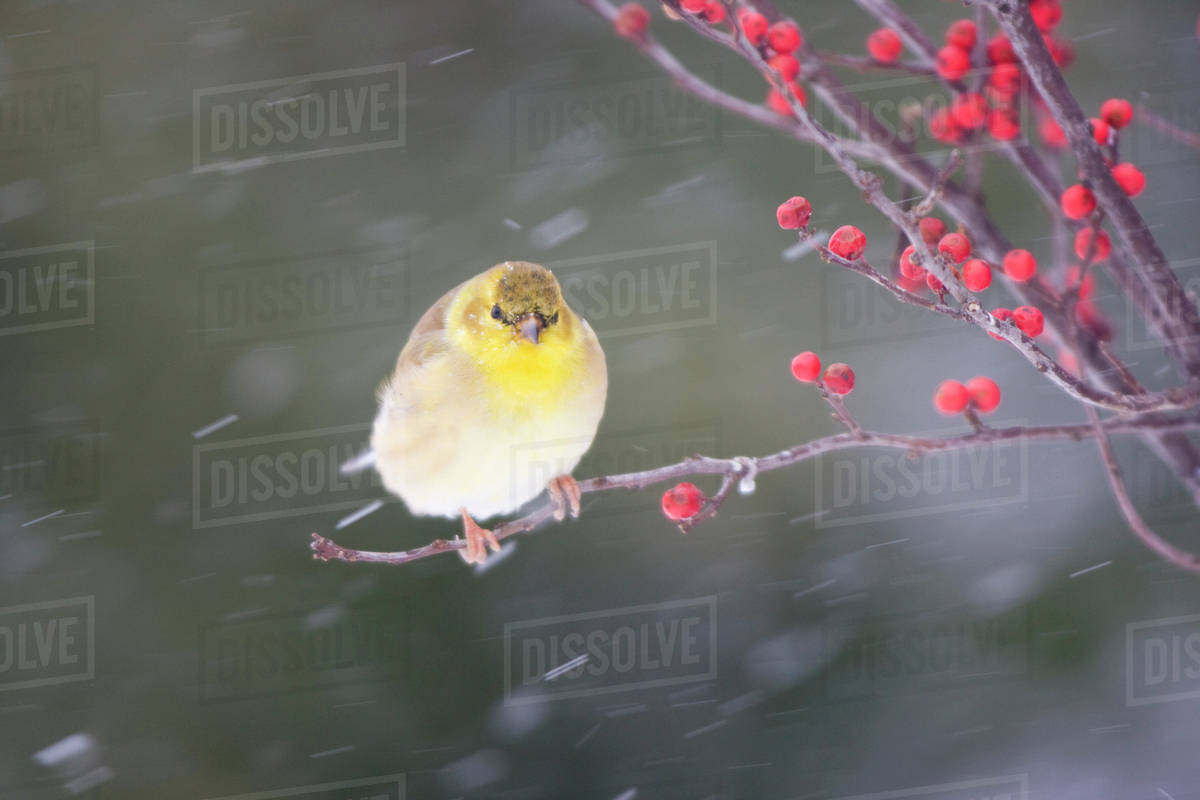 American Goldfinch (Carduelis tristis) in Common Winterberry (Ilex