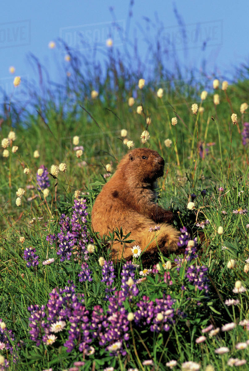 NA, USA, Washington, Olympic National Park, Olympic marmot eating