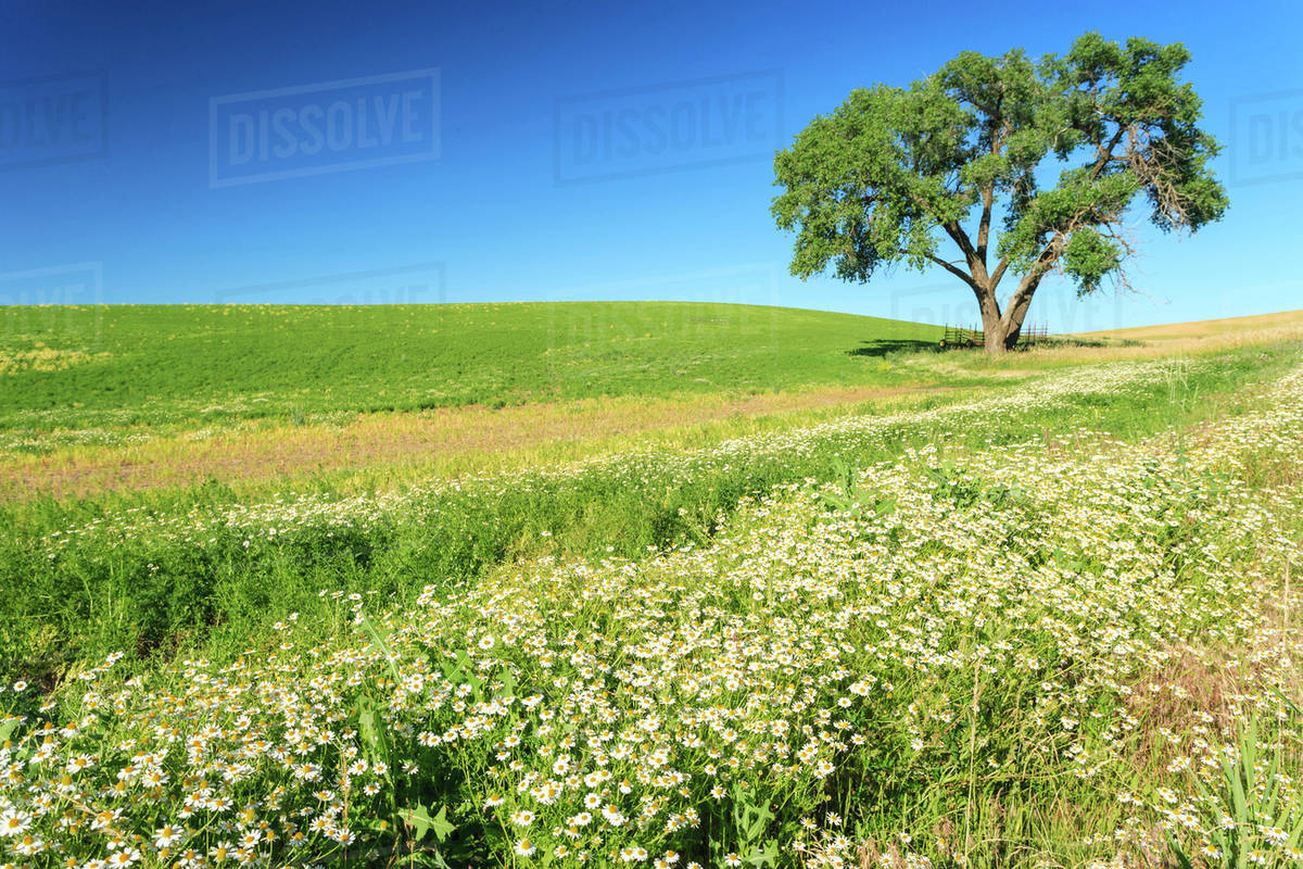 Oak Tree near field of Oxeye Daisies (Chrysanthemum leucanthemum) and