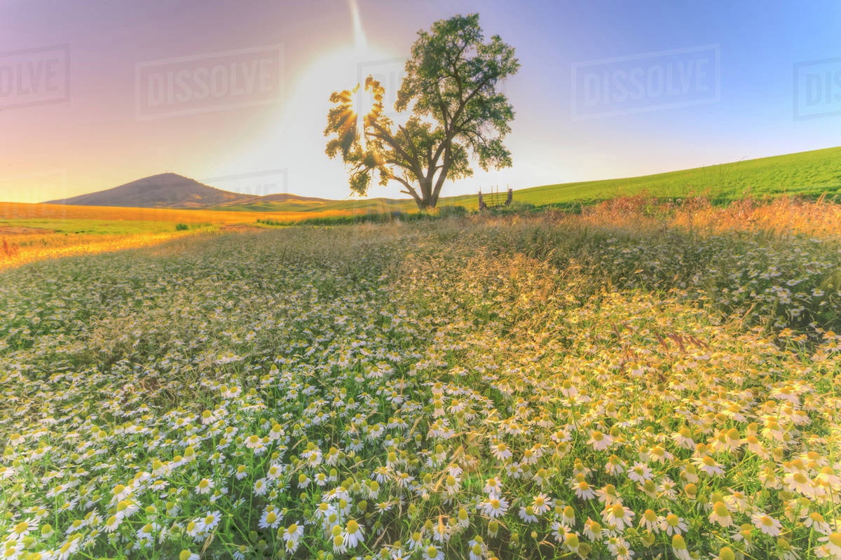 Oak Tree near field of Oxeye Daisies (Chrysanthemum leucanthemum) and