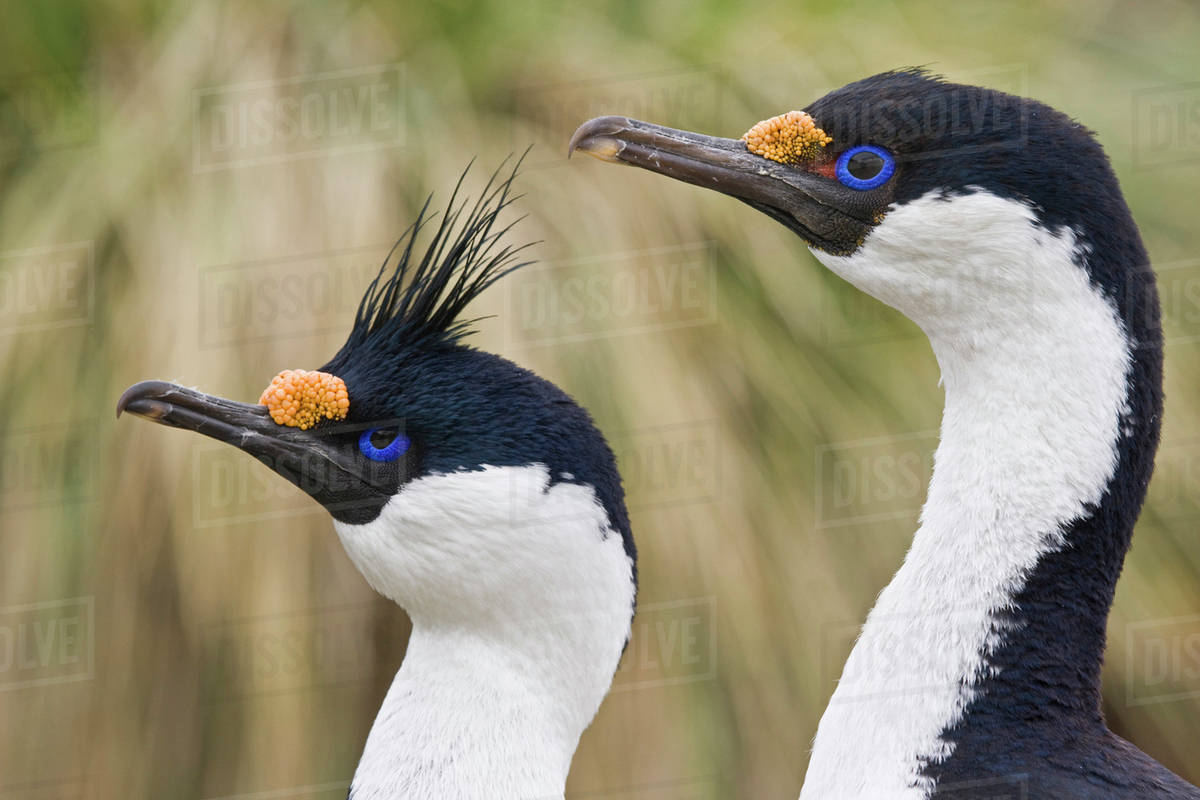 UK Territory, South Island. Profiles of two blueeyed