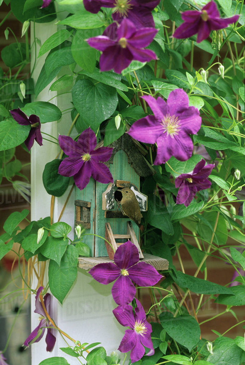 Wren In Birdhouse In Clematis Vine Stock Photo Dissolve