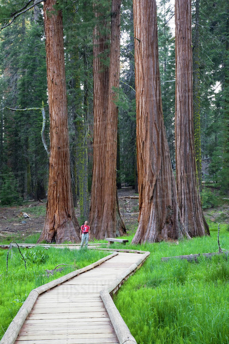 CA, Sequoia National Park, Round Meadow, Big Trees Trail with giant