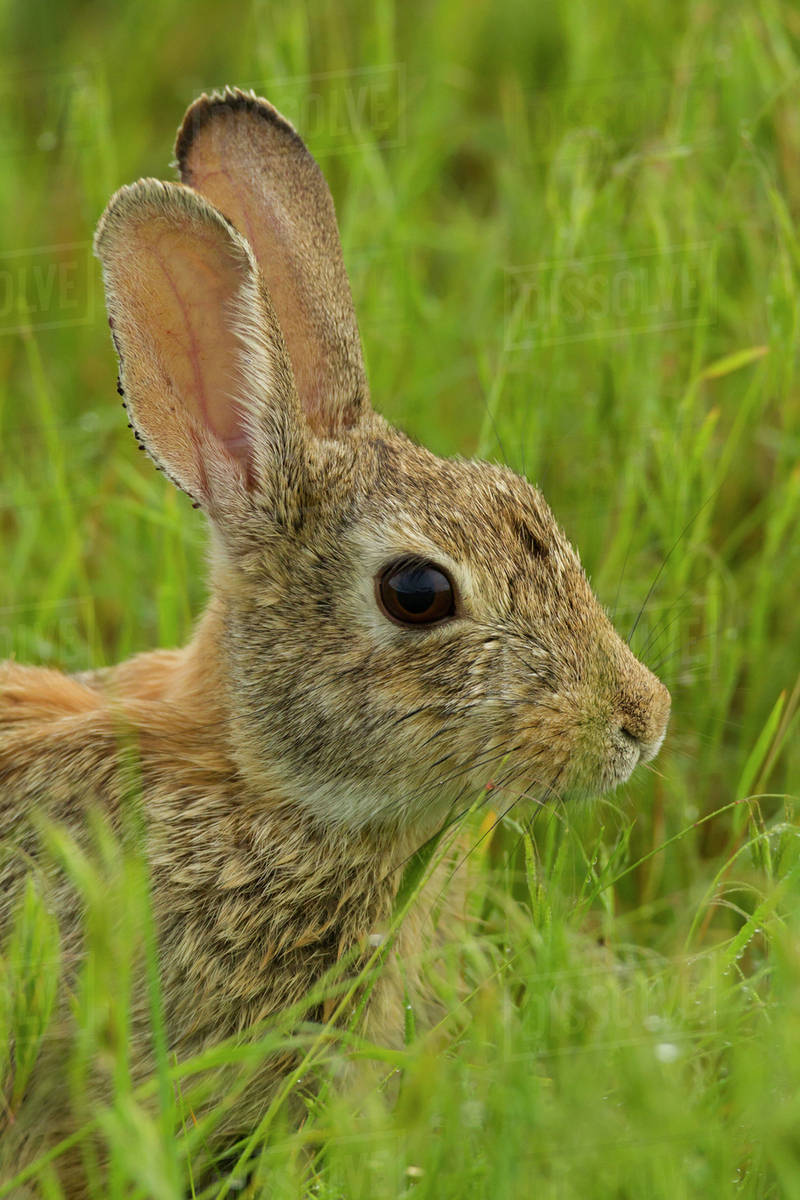 USA, Colorado, Rocky Mountain Arsenal National Wildlife Refuge. Side ...