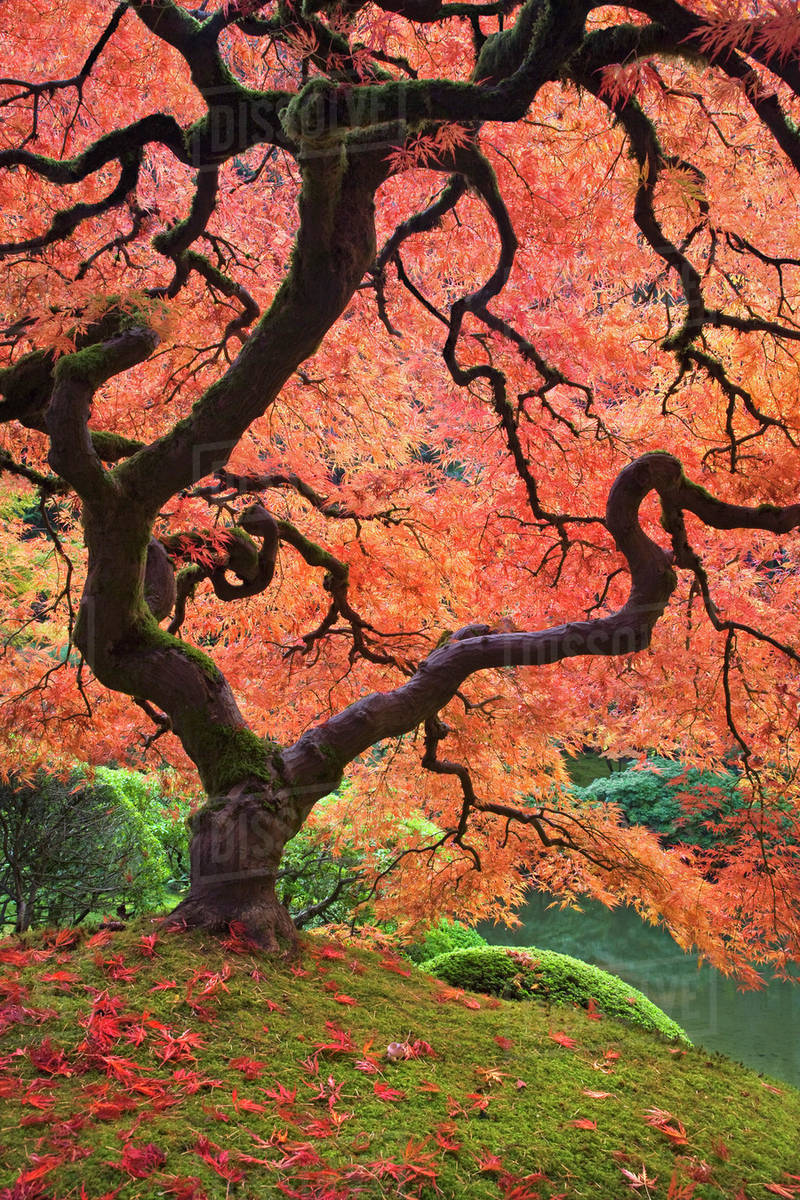 USA, Oregon, Portland. Japanese maple trees in autumn color at Portland Japanese Garden. Royalty-free stock photo