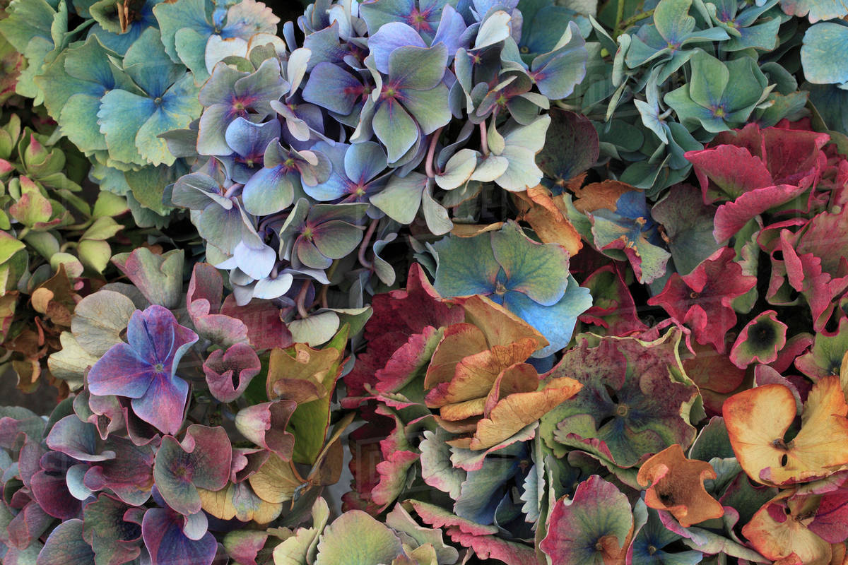 USA, Oregon, Portland. Hydrangeas in garden. Stock Photo Dissolve