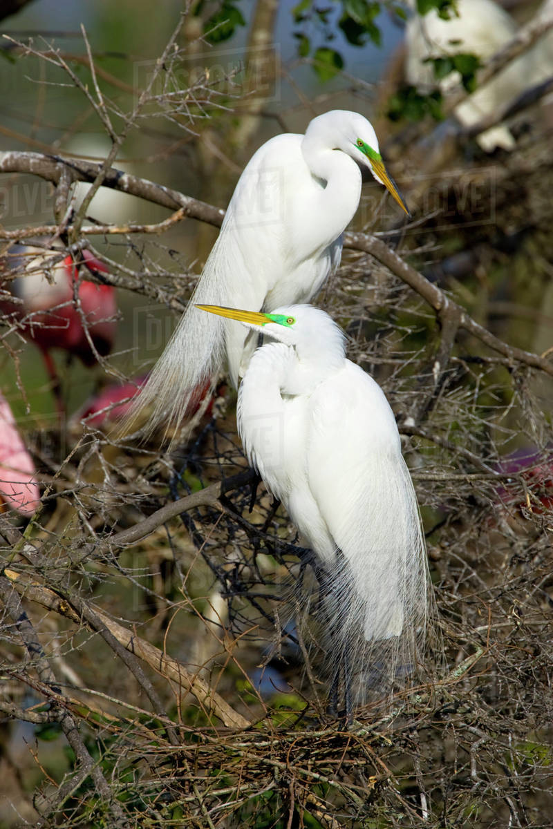USA, Texas, High Island, High Island Rookery. Great egret breeding pair ...