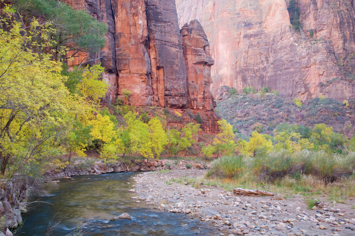 Virgin River, and colorful cottonwood trees, Zion Canyon, Zion National Park, Utah, USA Stock