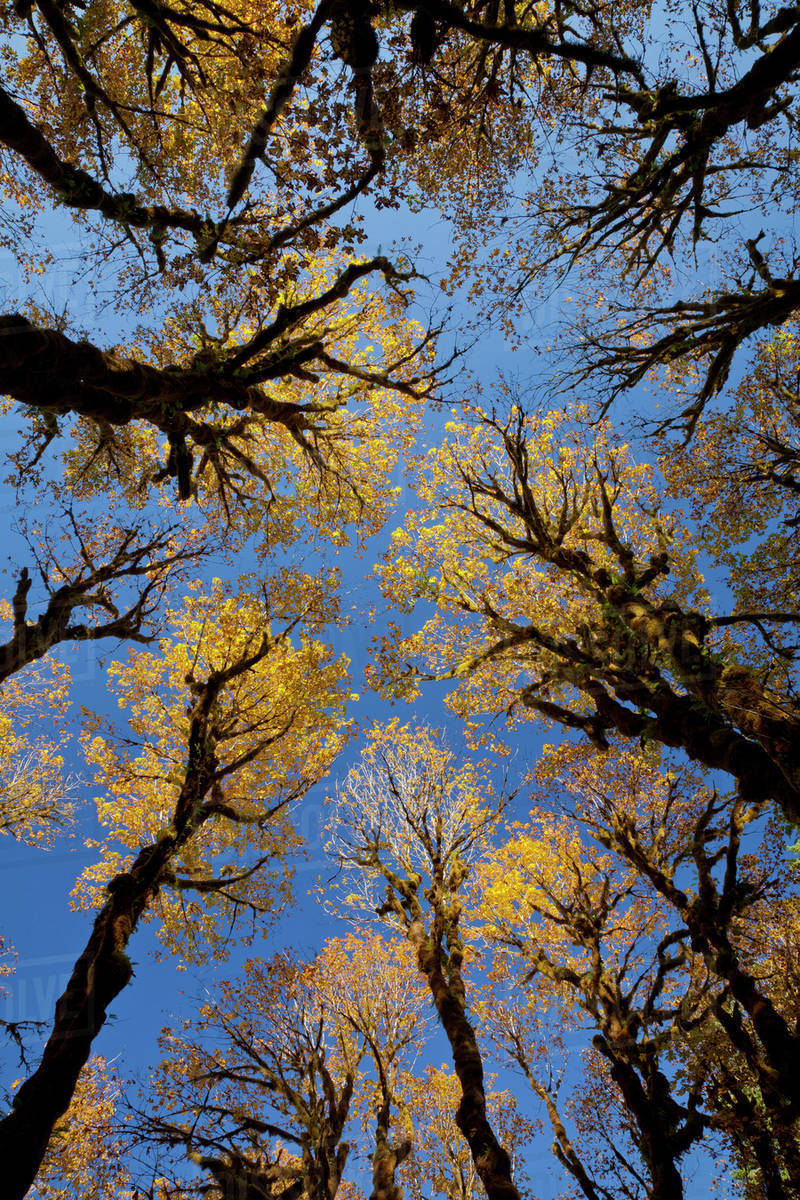 USA Washington Olympic National Park Looking Up At Stand Of Big Leaf usa-washington-olympic-national-park-looking-up-at-stand-of-big-leaf